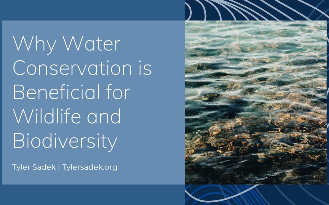Why Water Conservation is Beneficial for Wildlife and Biodiversity